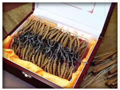 高平冬虫夏草回收